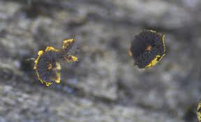 Attēlu rezultāti vaicājumam “Physarum viride”