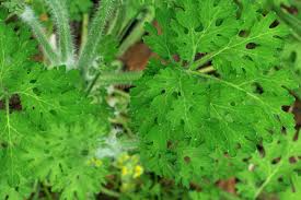 Attēlu rezultāti vaicājumam “Chelidonium majus leaf”