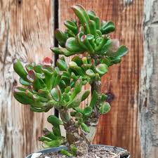 Image result for Crassula hobbit