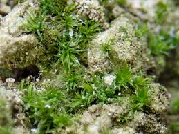 Attēlu rezultāti vaicājumam “Didymodon tophaceus”