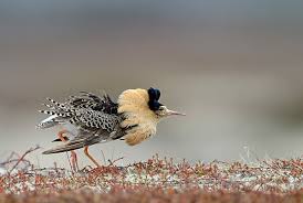 Attēlu rezultāti vaicājumam “Philomachus pugnax adult”