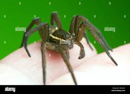 Attēlu rezultāti vaicājumam “Dolomedes fimbriatus”