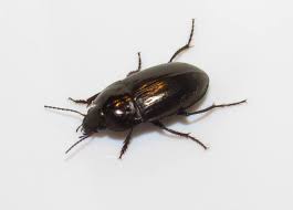 Attēlu rezultāti vaicājumam “Amara sp.”