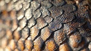 Image result for reptile scales
