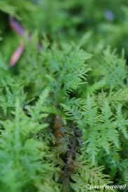 Attēlu rezultāti vaicājumam “Thuidium”