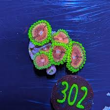 Image result for Anemonenarten