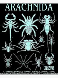 Attēlu rezultāti vaicājumam “Arachnida”