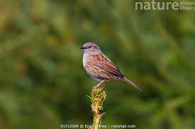 Attēlu rezultāti vaicājumam “Prunella modularis”