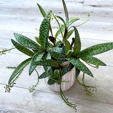 Attēlu rezultāti vaicājumam “Lycogala leopardinum sessile”