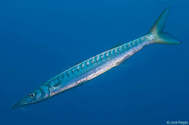 Image result for Sphyraena viridensis