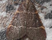 Attēlu rezultāti vaicājumam “Hypsopygia glaucinalis”