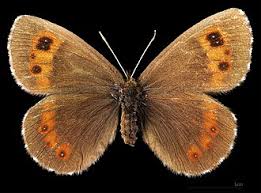 Attēlu rezultāti vaicājumam “Erebia ligea”