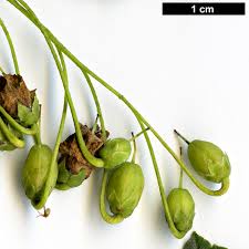 Attēlu rezultāti vaicājumam “Enkianthus chinensis leaf”