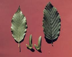 Attēlu rezultāti vaicājumam “Carpinus betulus leaf”