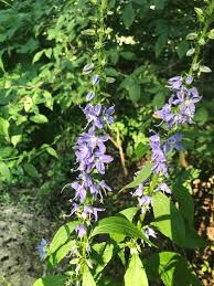Image result for Campanula americana