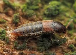 Attēlu rezultāti vaicājumam “Dendrophagus crenatus”