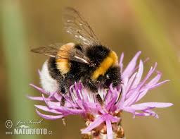 Attēlu rezultāti vaicājumam “Bombus terrestris”