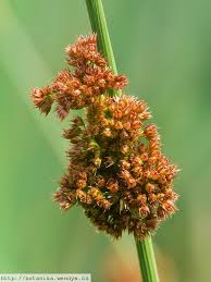 Attēlu rezultāti vaicājumam “Juncus conglomeratus fruit”