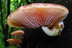 Attēlu rezultāti vaicājumam “Rhodotus palmatus”