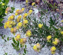 Attēlu rezultāti vaicājumam “Anthyllis maritima”