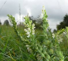 Attēlu rezultāti vaicājumam “Odontites vulgaris flower”