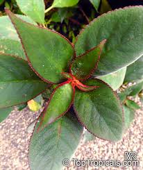 Attēlu rezultāti vaicājumam “Collaria sp.”