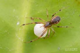 Attēlu rezultāti vaicājumam “Theridiidae”
