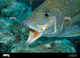 Image result for Haemulon sciurus