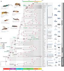 Attēlu rezultāti vaicājumam “Hymenoptera”