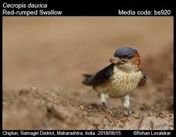 Image result for Cecropis daurica