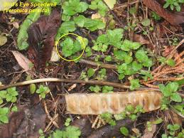 Attēlu rezultāti vaicājumam “Veronica persica fruit”