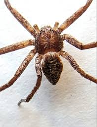 Attēlu rezultāti vaicājumam “Philodromus sp.”