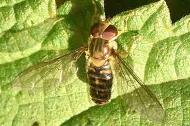 Attēlu rezultāti vaicājumam “Episyrphus balteatus”