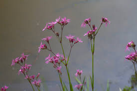Attēlu rezultāti vaicājumam “Lychnis flos-cuculi fruit”