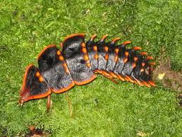 Attēlu rezultāti vaicājumam “Hadula trifolii larva”