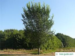 Attēlu rezultāti vaicājumam “Ulmus glabra”