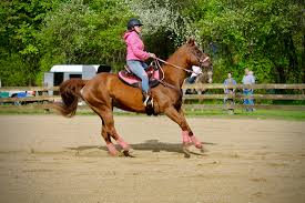 Image result for Huntingdon and District Riding Club