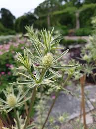 Attēlu rezultāti vaicājumam “Eryngium planum leaf”