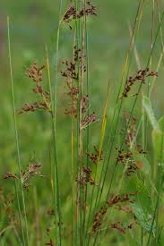 Attēlu rezultāti vaicājumam “Juncus inflexus bud”