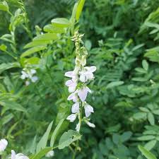 Attēlu rezultāti vaicājumam “Galega orientalis bud”