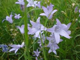 Image result for Campanula rapunculus