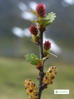 Attēlu rezultāti vaicājumam “Betula nana female flower”
