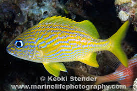 Image result for Haemulon flavolineatum