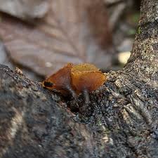 Attēlu rezultāti vaicājumam “Rutstroemia firma”