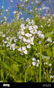 Image result for Raphanus sativus ssp. Oleiformes