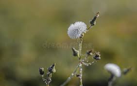 Attēlu rezultāti vaicājumam “Sonchus oleraceus bud”