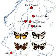 Attēlu rezultāti vaicājumam “Parasemia plantaginis female”