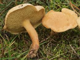 Attēlu rezultāti vaicājumam “Suillus bovinus”