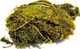 Attēlu rezultāti vaicājumam “Conardia compacta”