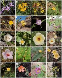 Attēlu rezultāti vaicājumam “Lythraceae”